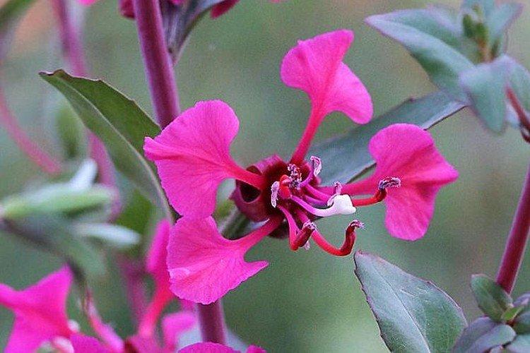 Clarkia - foto