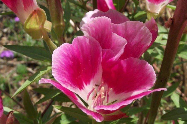 Clarkia - foto