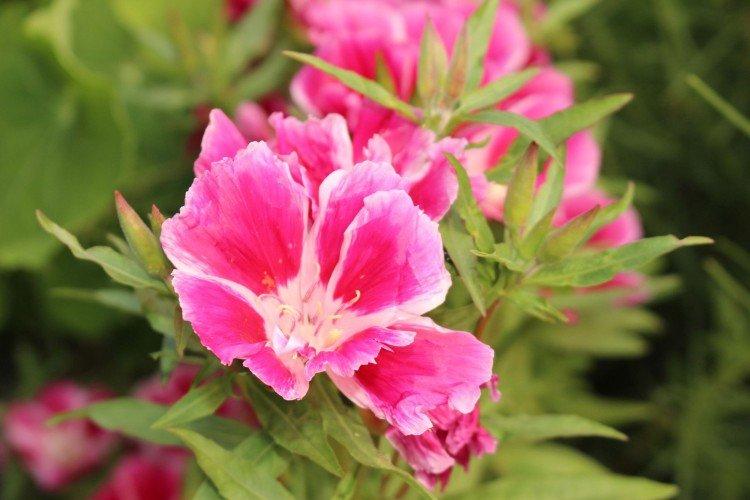 Clarkia - foto