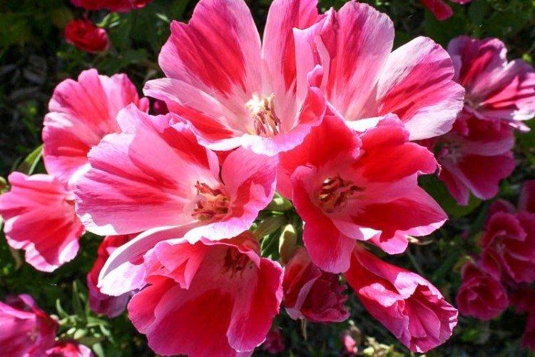 Clarkia - foto