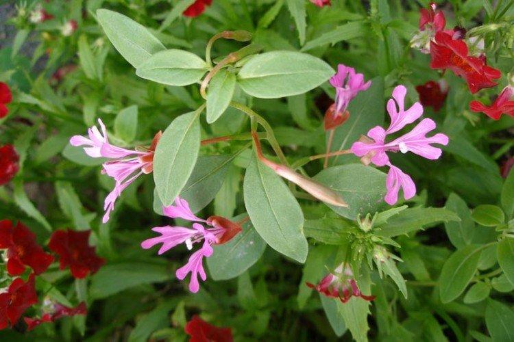 Clarkia - foto