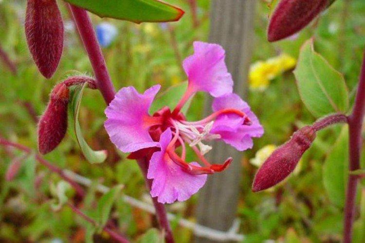 Clarkia - foto