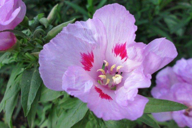 Clarkia - foto