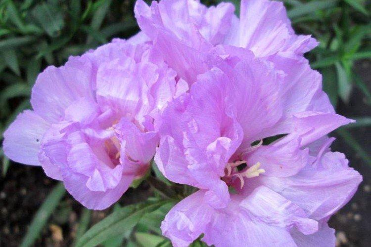 Clarkia - foto