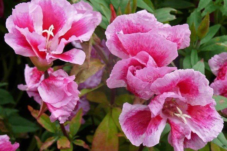 Clarkia - foto