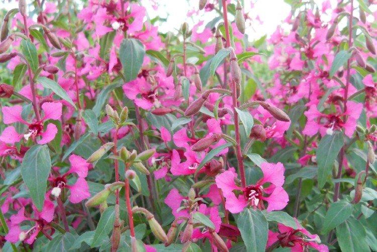 Clarkia - foto