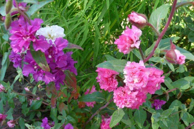 Clarkia - foto