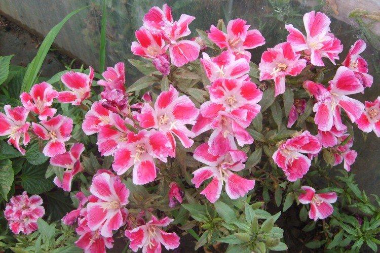 Clarkia - foto