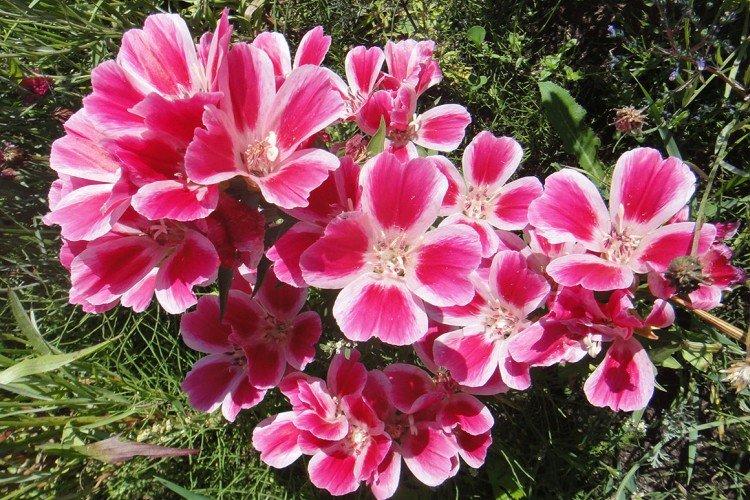 Clarkia - foto