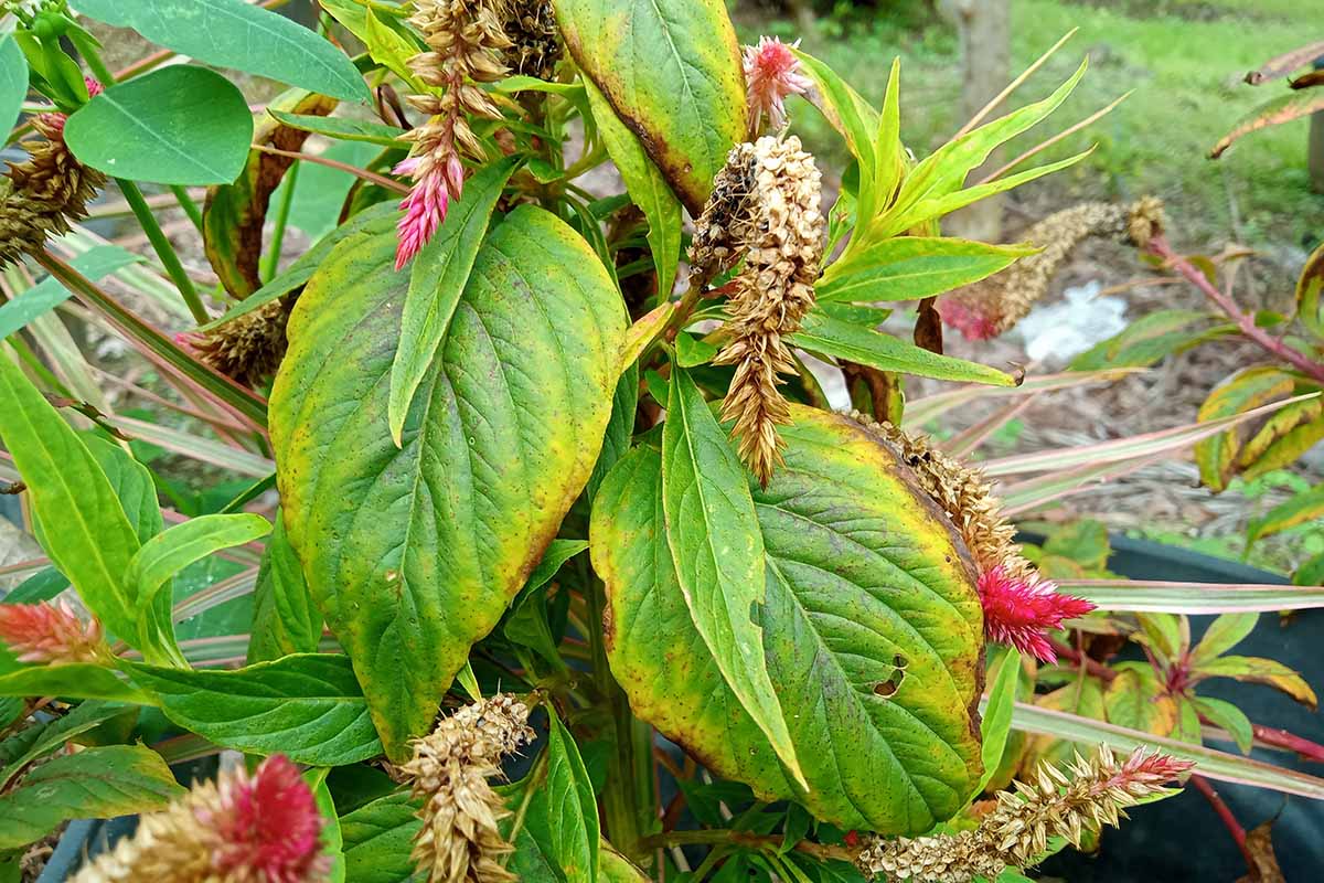 9 běžných příčin odumírání rostlin Celosia