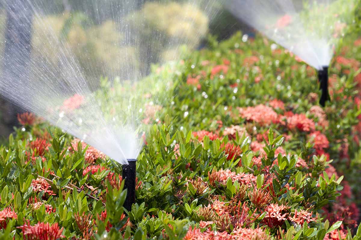 9 běžných příčin odumírání rostlin Celosia