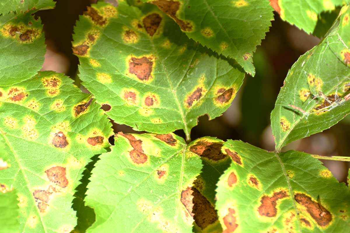 9 běžných příčin odumírání rostlin Celosia
