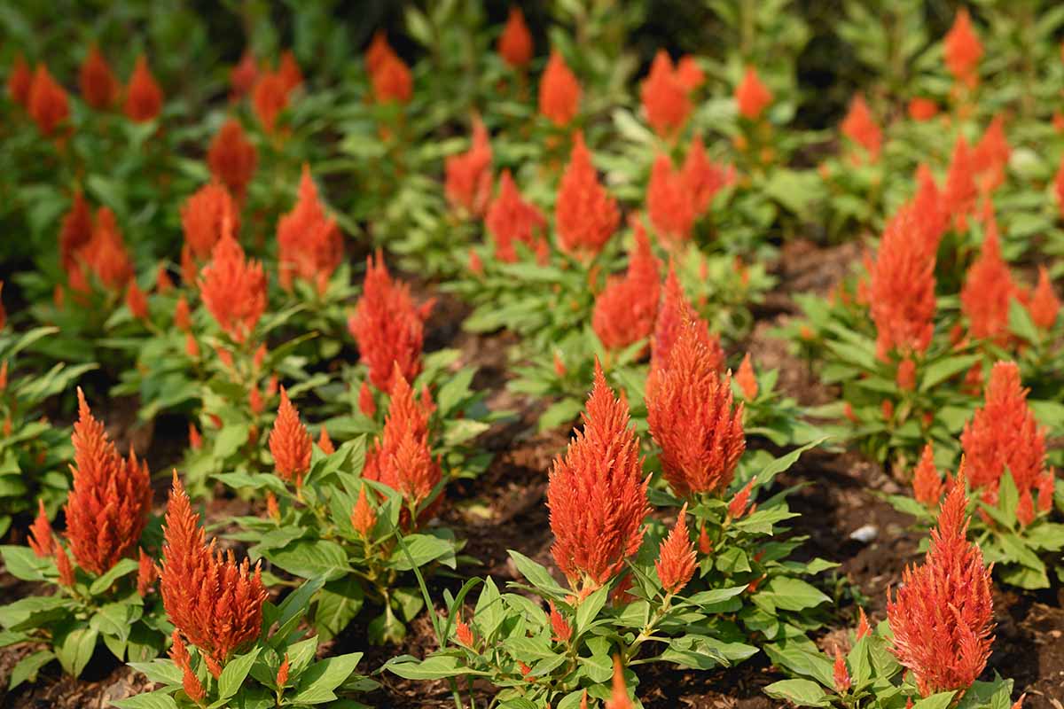 9 běžných příčin odumírání rostlin Celosia