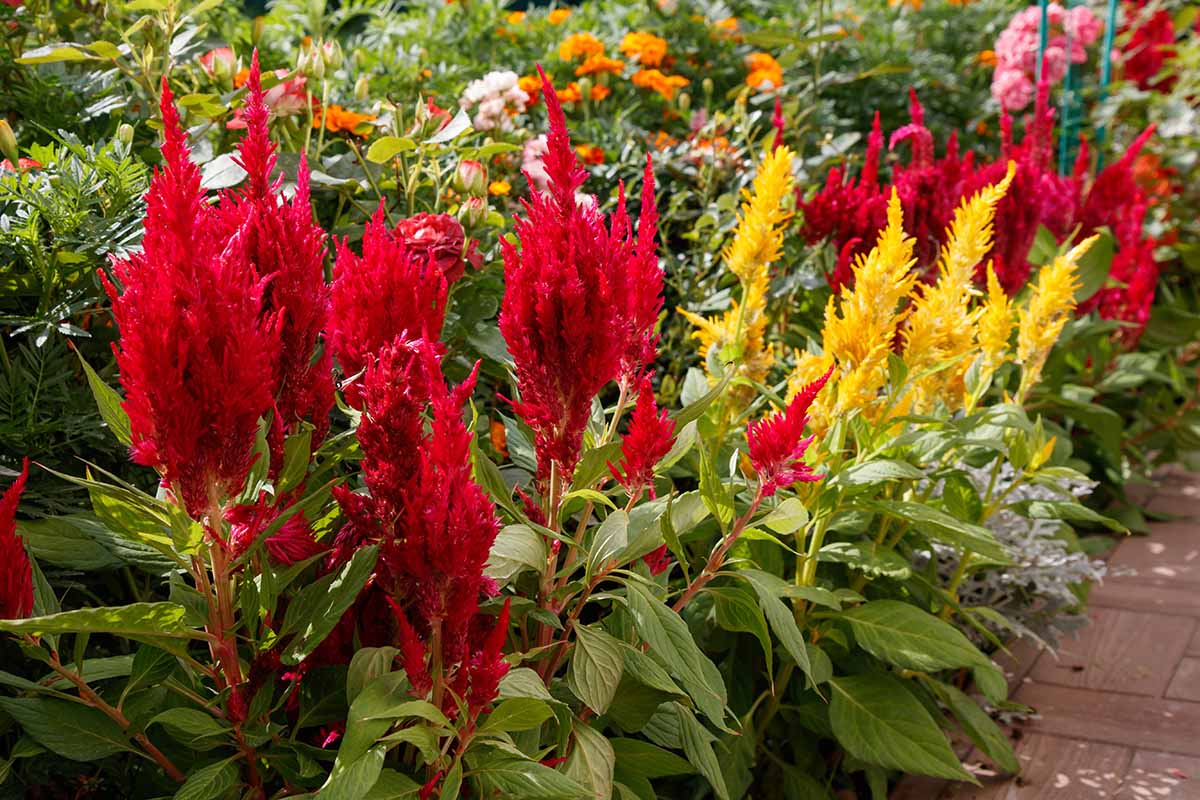 9 běžných příčin odumírání rostlin Celosia