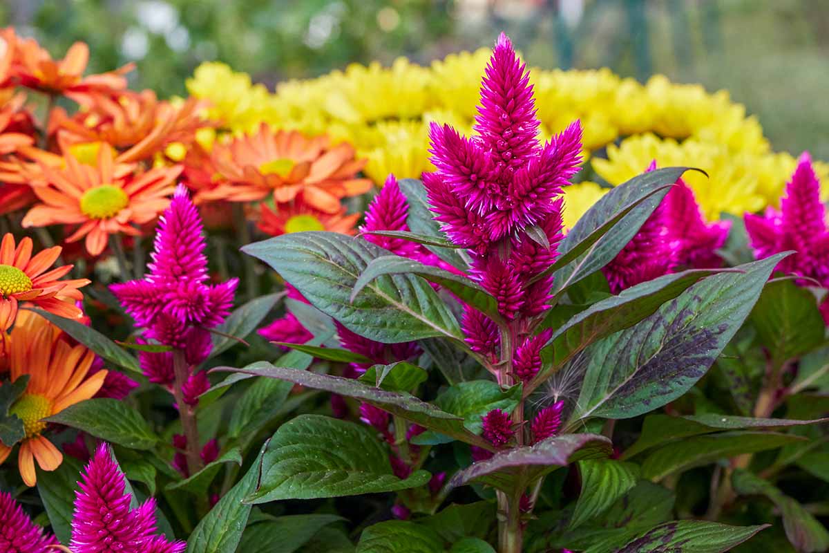 9 běžných příčin odumírání rostlin Celosia