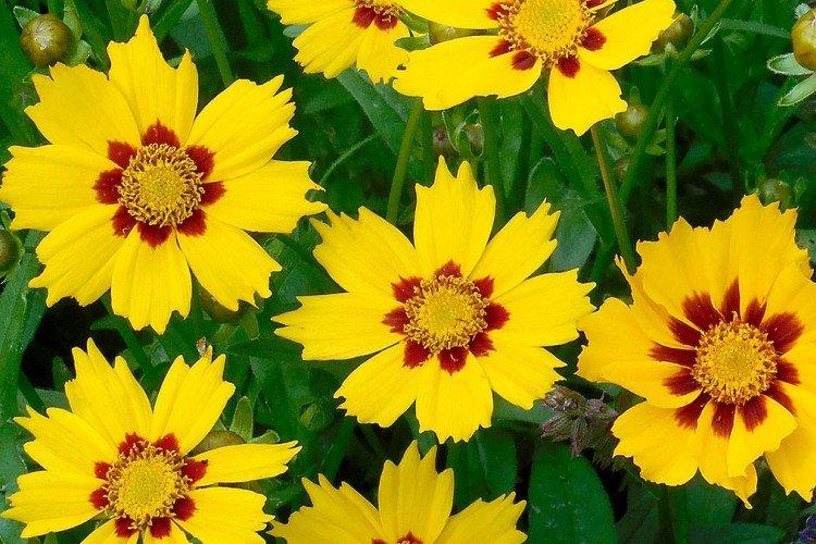Coreopsis mmonda
