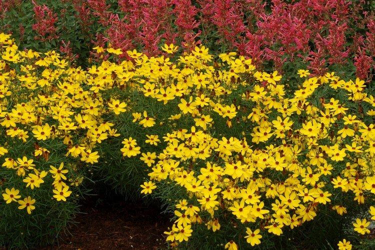 Coreopsis - foto