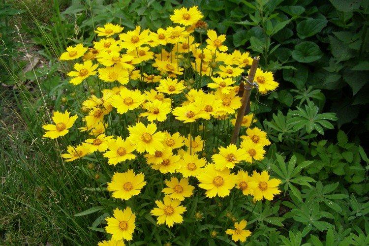 Coreopsis - foto