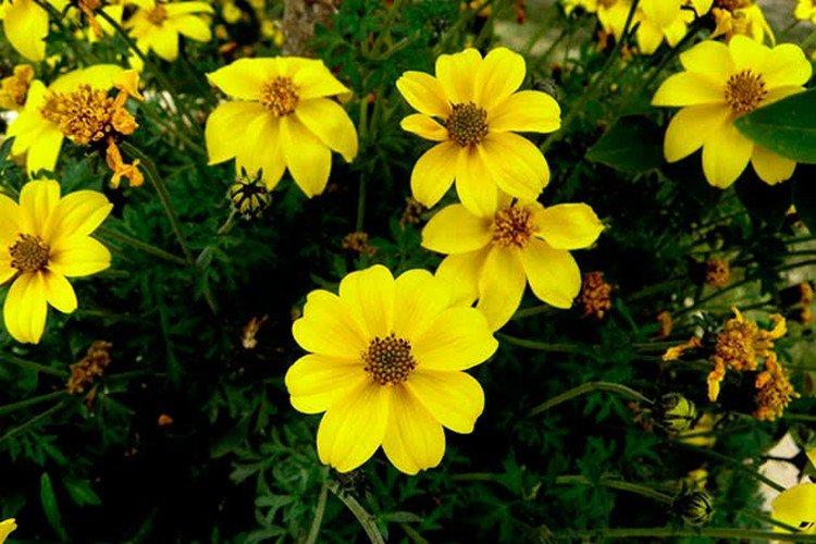 Jírovec maďal (Feleleaf coreopsis)