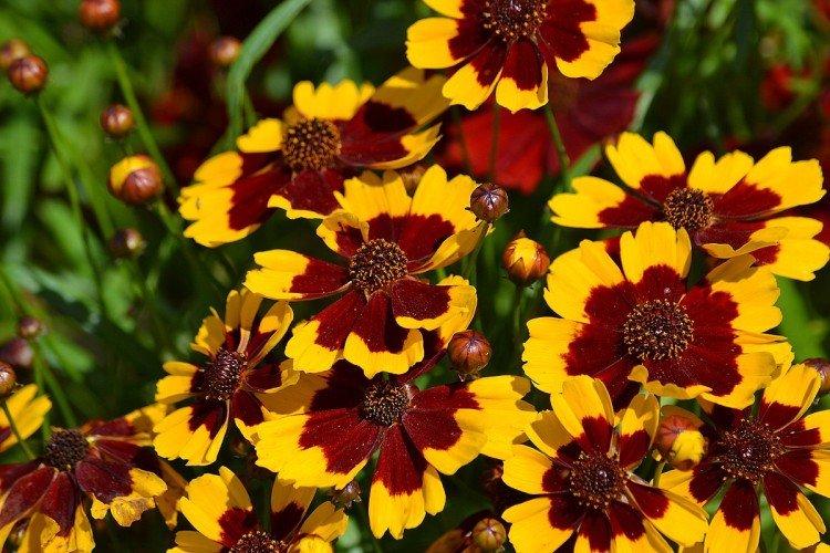 Kopinatý jitrocel (Coreopsis).
