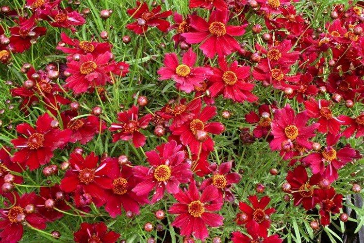 Coreopsis - foto