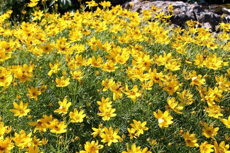 Coreopsis - foto