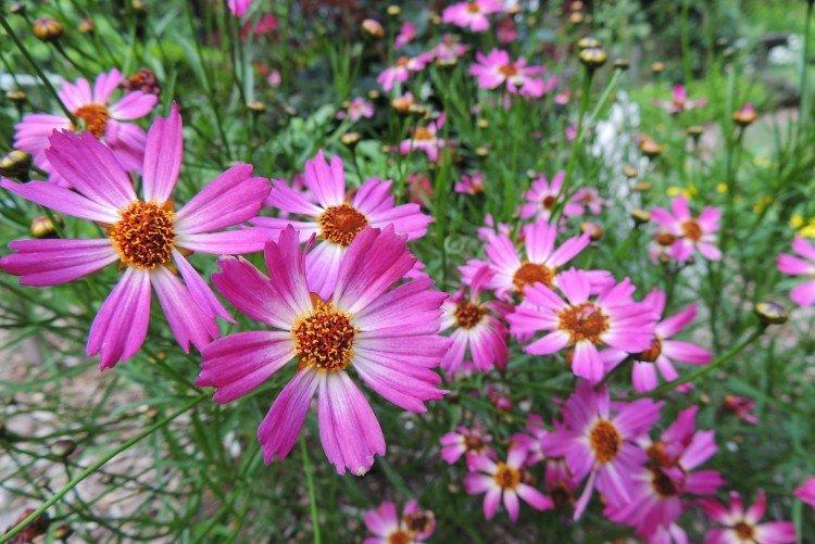 Coreopsis - foto
