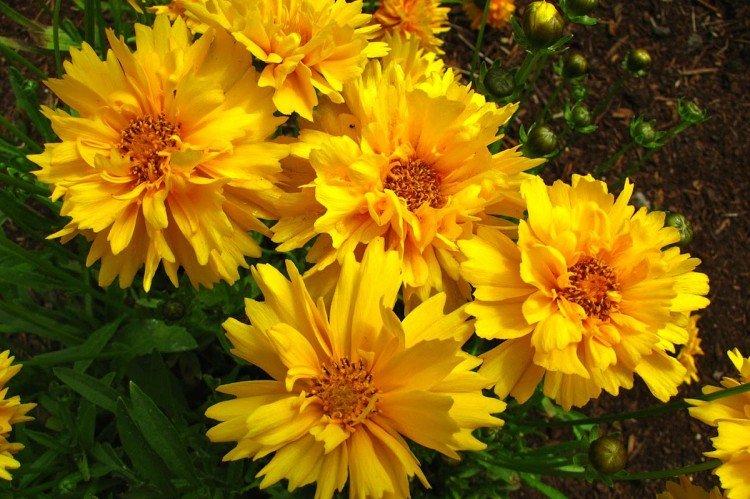 Coreopsis - foto
