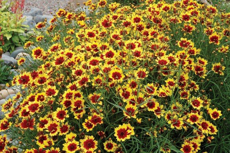 Coreopsis - foto