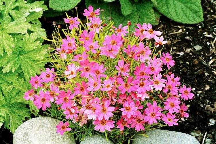 Růžový coreopsis