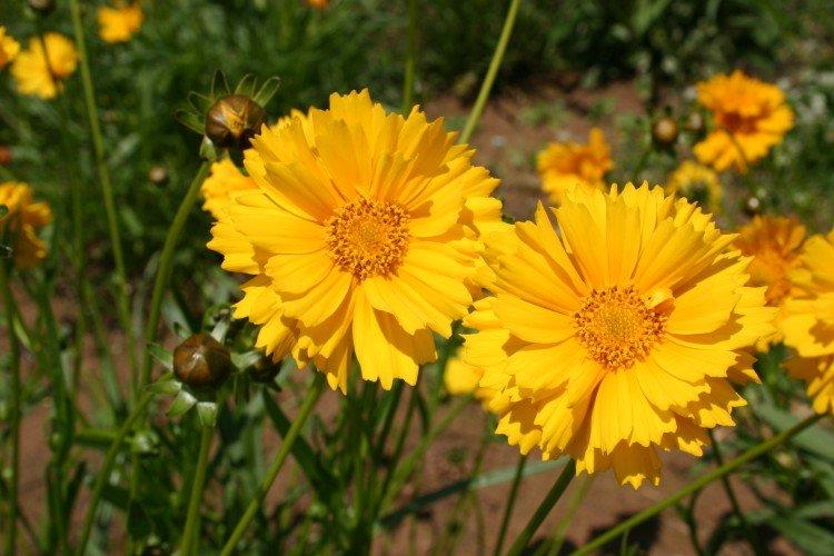 Coreopsis - foto