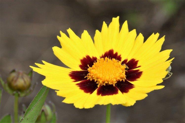 Coreopsis - foto