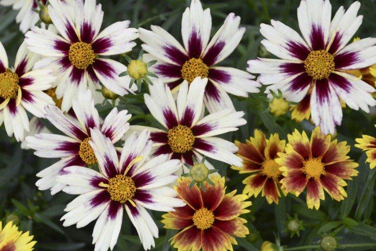 Coreopsis - foto