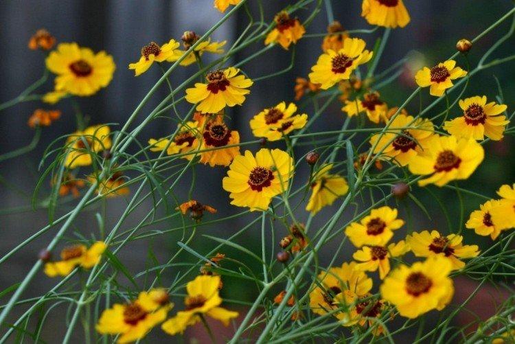Coreopsis - foto