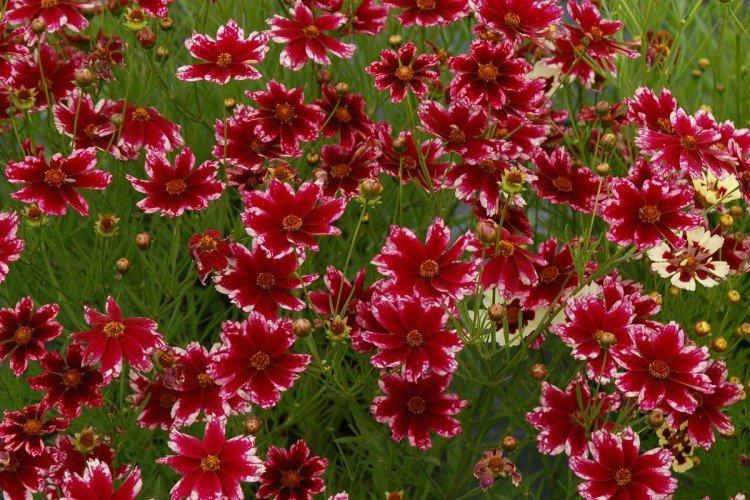Coreopsis - foto