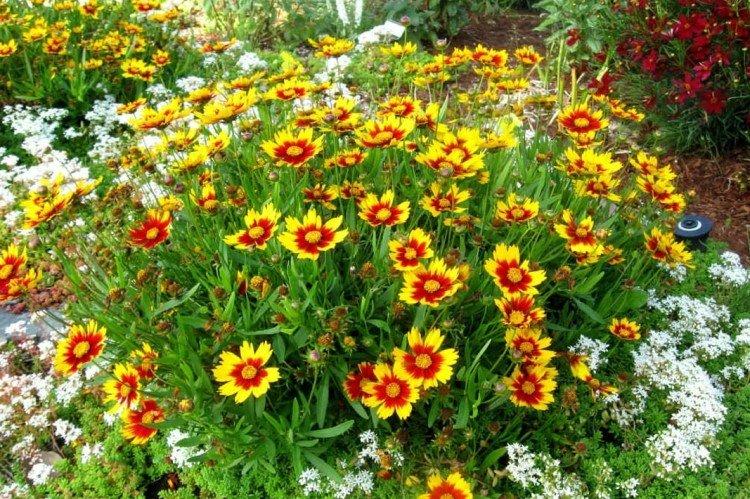 Coreopsis - foto