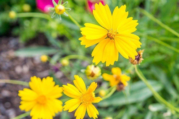 Coreopsis - foto