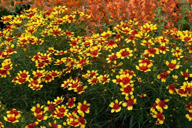 Coreopsis - foto