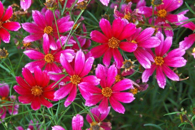 Coreopsis - foto