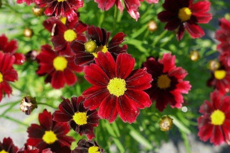 Coreopsis - foto