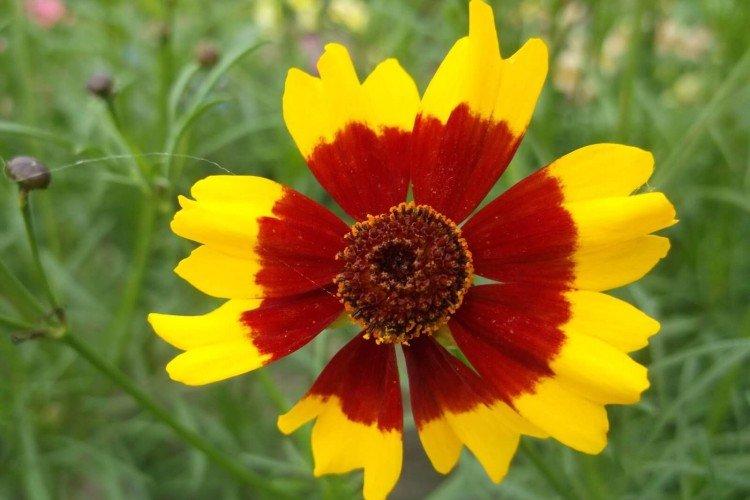 Coreopsis - foto