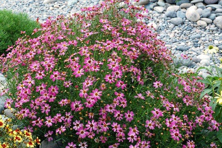 Coreopsis - foto