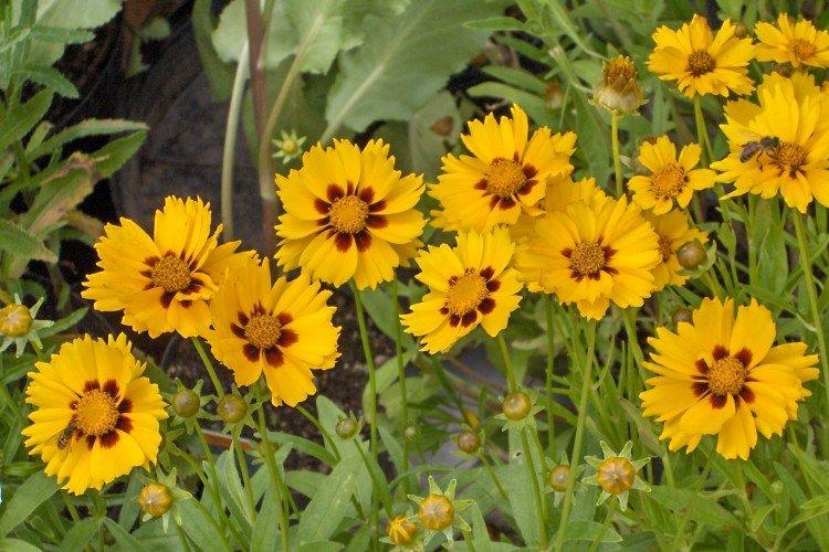 Coreopsis - foto