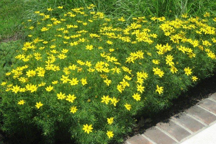 Coreopsis - foto