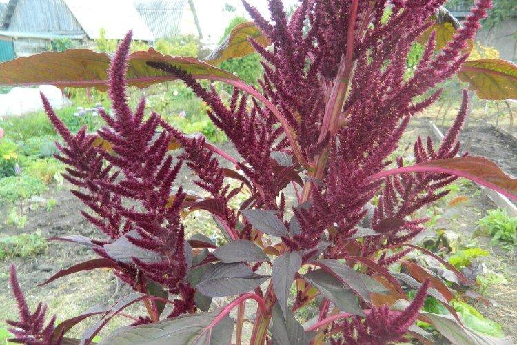 Amaranthus paniculata
