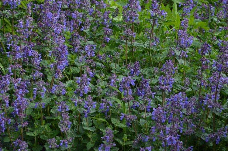 Polygonum catnip