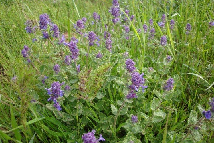 Mussini catnip