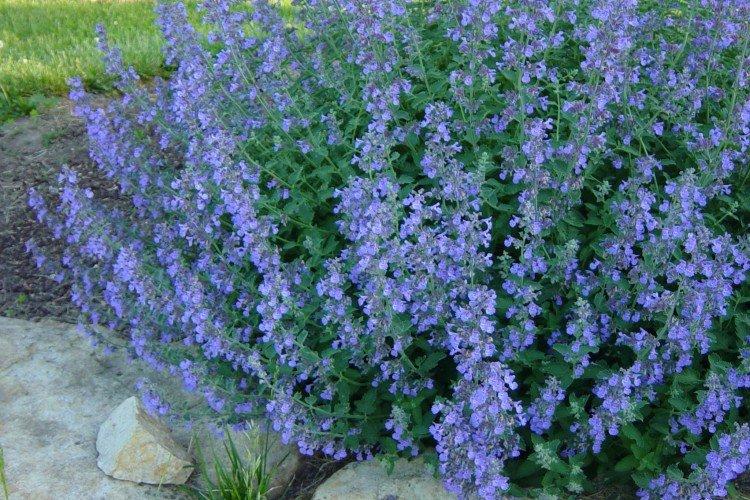 Fassena cotyledon