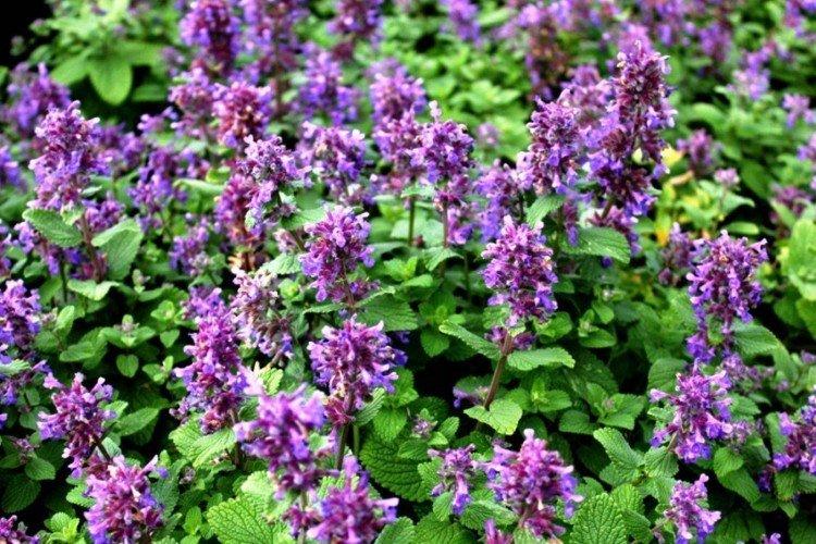 Catnip