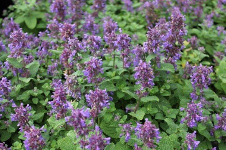 Iez catnip
